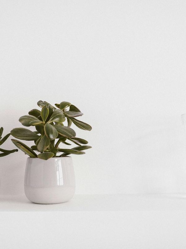 Minimalist still life showing clean water and natural herbs